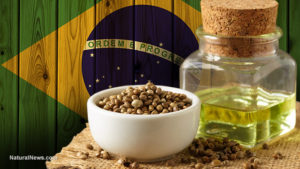 Brazil Approves Use Of Hemp Cannabidiol As A Cancer Treatment