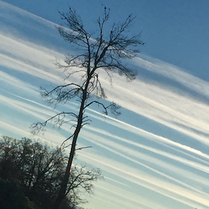 Geoengineering, Climate Collapse, Dead Leaves, And Defoliants