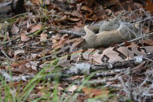 Implications for Snake Venom’s Role in the “Covid-19 Pandemic”